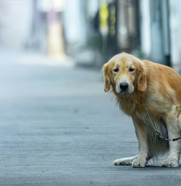 10 Signs Your Dog Has Anxiety | Gocalmpup